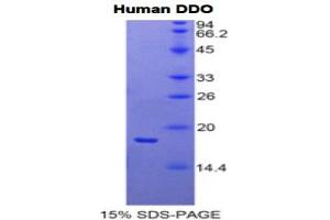 SDS-PAGE analysis of Human D-Aspartate Oxidase Protein. (DDO 蛋白)