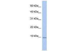 FXYD7 antibody used at 1 ug/ml to detect target protein. (FXYD7 抗体  (N-Term))