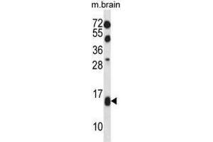TCEB2 Antibody (N-term) western blot analysis in mouse brain tissue lysates (35 µg/lane). (TCEB2 抗体  (N-Term))
