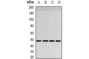 Western blot analysis of INI1 expression in HepG2 (A), MCF7 (B), mouse brain (C), mouse lung (D) whole cell lysates. (SMARCB1 抗体)