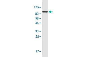Western Blot detection against Immunogen (94. (Plastin 3 抗体  (AA 1-630))