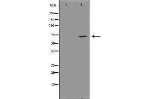 Western blot analysis GCSc-γ using RAW264. (GCLC 抗体  (N-Term))