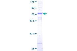 SGCB Protein (AA 1-318) (GST tag)