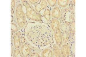 Immunohistochemistry of paraffin-embedded human kidney tissue using ABIN7168641 at dilution of 1:100 (SCFD1 抗体  (AA 373-642))