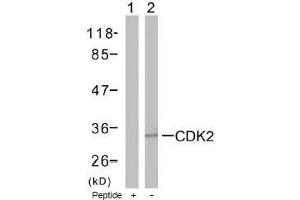 Image no. 1 for anti-Cyclin-Dependent Kinase 2 (CDK2) (Thr160) antibody (ABIN197287) (CDK2 抗体  (Thr160))