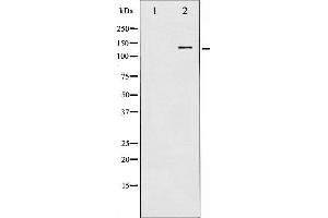 Western blot analysis of p130 Cas phosphorylation expression in NIH-3T3 whole cell lysates,The lane on the left is treated with the antigen-specific peptide. (BCAR1 抗体  (pTyr410))