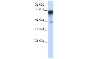 KIRREL antibody used at 1 ug/ml to detect target protein. (KIRREL 抗体)