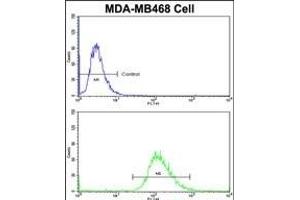 Flow cytometric analysis of MDA-M cells using SCFD1 Antibody (C-term)(bottom histogram) compared to a negative control cell (top histogram)FITC-conjugated goat-anti-rabbit secondary antibodies were used for the analysis. (SCFD1 抗体  (C-Term))