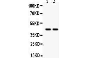 Western Blotting (WB) image for anti-Runt-Related Transcription Factor 3 (RUNX3) (AA 128-270) antibody (ABIN3043429) (RUNX3 抗体  (AA 128-270))