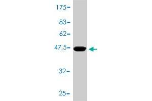 Western Blot detection against Immunogen (43. (TNNC1 抗体  (AA 1-161))