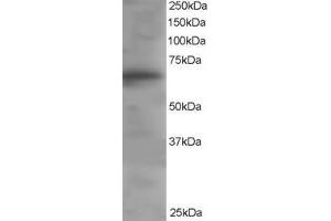 ABIN184642 staining (1µg/ml) of Human PBMC lysate (RIPA buffer, 35µg total protein per lane). (DOK3 抗体  (C-Term))