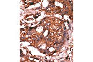 Immunohistochemistry (IHC) image for anti-Guanylate Cyclase 1 Soluble Subunit Alpha (GUCY1A1) antibody (ABIN3003008) (GUCY1A1 抗体)