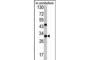 Western blot analysis of ZWINT antibody (Center) (ABIN390639 and ABIN2840941) in mouse cerebellum tissue lysates (35 μg/lane). (ZWINT 抗体  (AA 59-88))