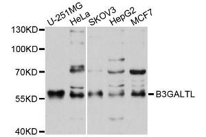 Western blot analysis of extracts of various cell lines, using B3GALTL antibody (ABIN5996077) at 1/1000 dilution. (B3GALTL 抗体)