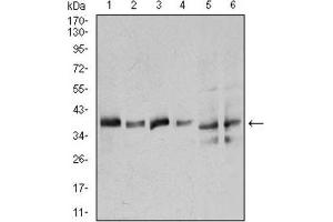 Western Blotting (WB) image for anti-Annexin A1 (ANXA1) (AA 144-248) antibody (ABIN1842825) (Annexin a1 抗体  (AA 144-248))