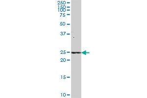 C9orf32 MaxPab polyclonal antibody. (METTL11A 抗体  (AA 1-223))