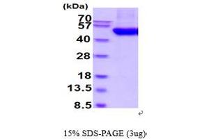 SDS-PAGE (SDS) image for Angiopoietin-Like 3 (ANGPTL3) (AA 17-460) protein (His tag) (ABIN6387852) (ANGPTL3 Protein (AA 17-460) (His tag))