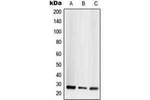 Western blot analysis of CD256 expression in HEK293T (A), SP2/0 (B), H9C2 (C) whole cell lysates. (TNFSF13 抗体  (Center))