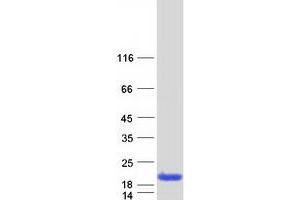 Validation with Western Blot (COX5B Protein (Myc-DYKDDDDK Tag))
