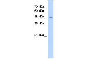 CYP2A13 antibody used at 5 ug/ml to detect target protein. (CYP2A13 抗体  (C-Term))