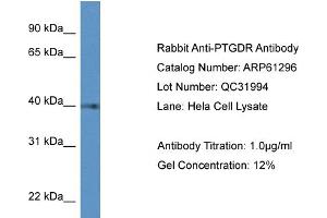 Western Blotting (WB) image for anti-Prostaglandin D2 Receptor (PTGDR) (C-Term) antibody (ABIN2788757) (PTGDR 抗体  (C-Term))