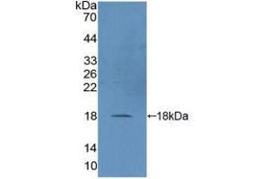 Western blot analysis of recombinant Human DUSP5. (DUSP5 抗体  (AA 1-135))