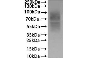 ABIN7937567, ABIN8117907 and ABIN8117908 is detected by Mouse anti-6*His monoclonal antibody.