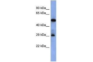 WB Suggested Anti-FOLR1 Antibody Titration:  0. (FOLR1 抗体  (Middle Region))