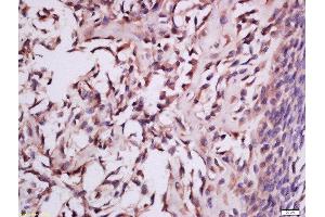 Formalin-fixed and paraffin embedded mouse embryo tissue labeled with Anti-MSRB2 Polyclonal Antibody, Unconjugated  at 1:300 followed by conjugation to the secondary antibody and DAB staining (MSRB2 抗体  (AA 31-130))