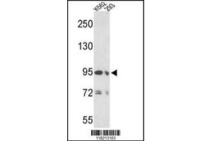 Western blot analysis of EMILIN1 Antibody in K562 and 293 cell line lysates (35ug/lane)