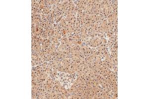 Immunohistochemical analysis of paraffin-embedded human pancreas tissue using (ABIN388841 and ABIN2839148) performed on the Leica® BOND RXm.