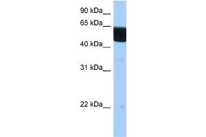 WB Suggested Anti-RXRB Antibody Titration:  0. (Retinoid X Receptor beta 抗体  (N-Term))