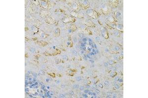 Immunohistochemistry of paraffin-embedded human esophagus using COX4I1 Antibody. (COX IV 抗体  (AA 23-169))