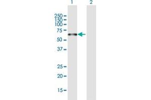 Western Blot analysis of PLEKHO2 expression in transfected 293T cell line by PLEKHO2 MaxPab polyclonal antibody. (PLEKHO2 抗体  (AA 1-440))