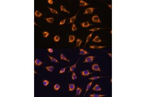 Immunofluorescence analysis of L929 cells using GST antibody (ABIN7267440) at dilution of 1:100. (GSTA3 抗体  (AA 1-222))