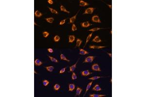 Immunofluorescence analysis of L929 cells using GST antibody (ABIN7267440) at dilution of 1:100. (GSTA3 抗体  (AA 1-222))