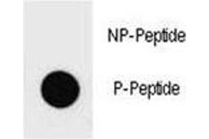 Dot blot analysis of phospho-PTEN antibody. (PTEN 抗体  (pTyr336))