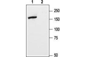 Metabotropic Glutamate Receptor 5 抗体  (Extracellular, N-Term)