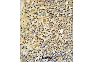 FKBP11 Antibody (C-term) (ABIN652245 and ABIN2841019) IHC analysis in formalin fixed and paraffin embedded human tonsil tissue followed by peroxidase conjugation of the secondary antibody and DAB staining. (FKBP11 抗体  (C-Term))