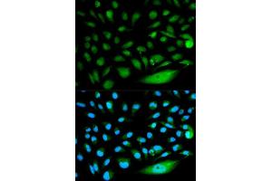 Immunofluorescence (IF) image for anti-SMAD, Mothers Against DPP Homolog 1 (SMAD1) (AA 20-240) antibody (ABIN3021439) (SMAD1 抗体  (AA 20-240))