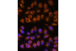 Immunofluorescence (IF) image for anti-Acetylcholinesterase (AChE) (AA 398-617) antibody (ABIN3016743)