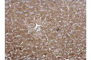 IHC-P Image TPP1 antibody [N1C1] detects TPP1 protein at cytoplasm on mouse liver by immunohistochemical analysis.