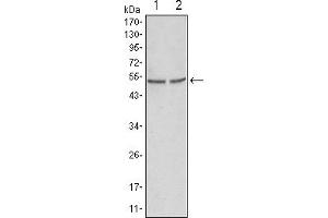 Western blot analysis using GSK3 alpha mouse mAb against Hela (1) and PC-3 cell lysate. (GSK3 alpha 抗体)