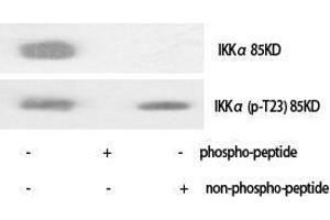Western Blot (WB) analysis of specific cells using IKKalpha Polyclonal Antibody. (IKK alpha 抗体  (Ser249))