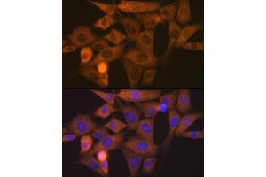Immunofluorescence analysis of NIH-3T3 cells using NCK11 Rabbit mAb (ABIN7268834) at dilution of 1:100 (40x lens). (NCK1 抗体)