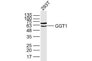 Lane 1: 293T lysates probed with GGT1 Polyclonal Antibody, Unconjugated (bs-2976R) at 1:300 overnight at 4˚C. (GGT1 抗体  (AA 351-460))