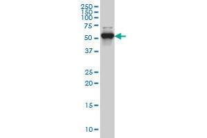 CLK3 monoclonal antibody (M01), clone 1H2 Western Blot analysis of CLK3 expression in Hela S3 NE . (CLK3 抗体  (AA 36-136))