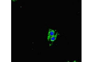 Immunofluorescent analysis of Hela cells using ABIN7161144 at dilution of 1:100 and Alexa Fluor 488-congugated AffiniPure Goat Anti-Rabbit IgG(H+L) (NEO1 抗体  (AA 414-682))