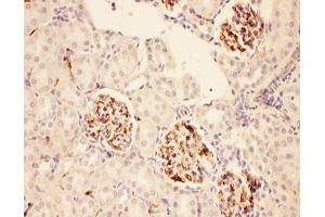IHC-P: ACTH antibody testing of rat kidney tissue (ACTH 抗体  (Middle Region))