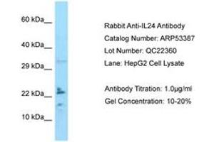 Image no. 1 for anti-Interleukin 24 (IL24) (C-Term) antibody (ABIN6749926) (IL-24 抗体  (C-Term))